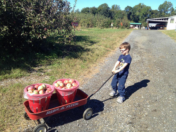 Hauling Our Apples in the Wagon