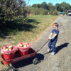Hauling Our Apples in the Wagon
